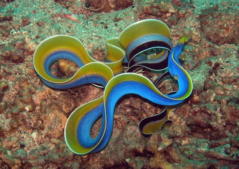 Банановый угорь .Gymnothorax miliaris