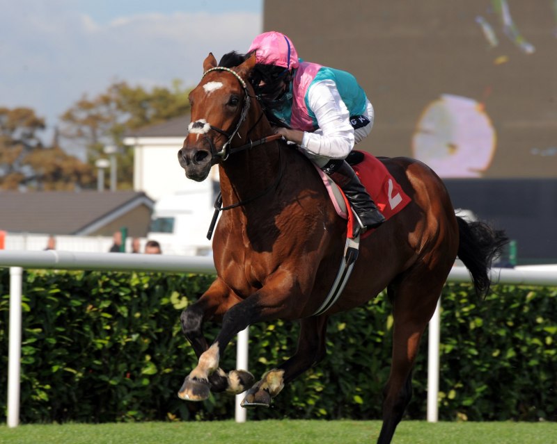 Frankel жеребец