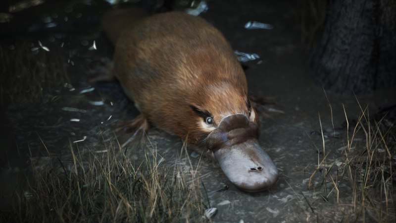 Obdurodon dicksoni