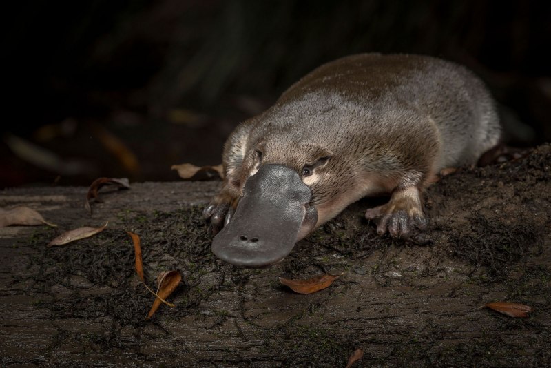 Ornithorhynchus anatinus