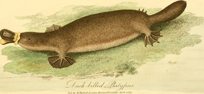 Ornithorhynchus anatinus
