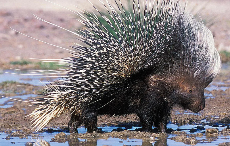 Дикобраз hystrix cristata