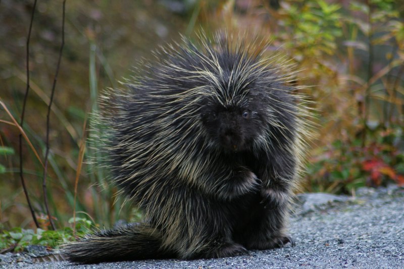 Южноафриканский Дикобраз hystrix africaeaustralis