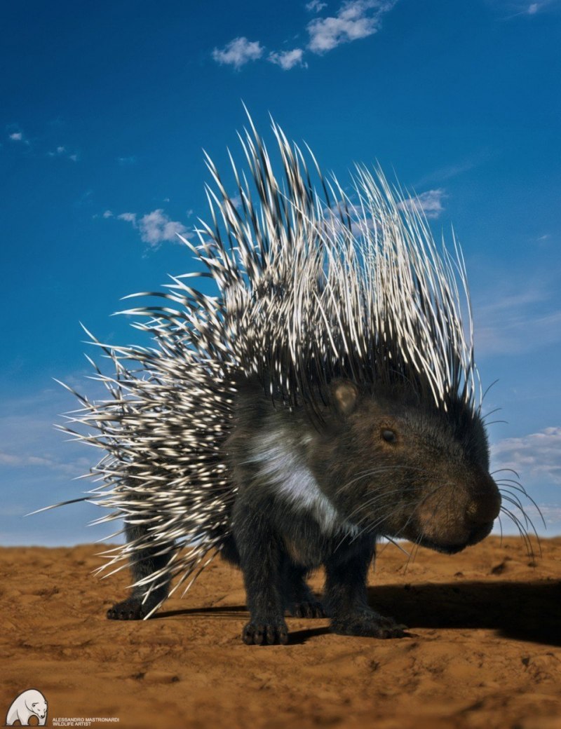 Hystrix Brachyura
