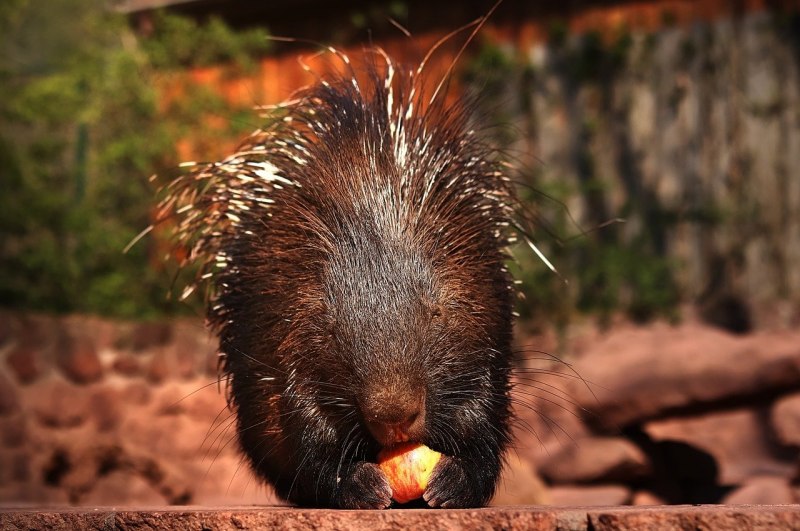 Дикобраз hystrix cristata