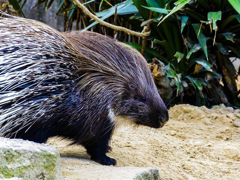 Индийский Дикобраз hystrix Indica