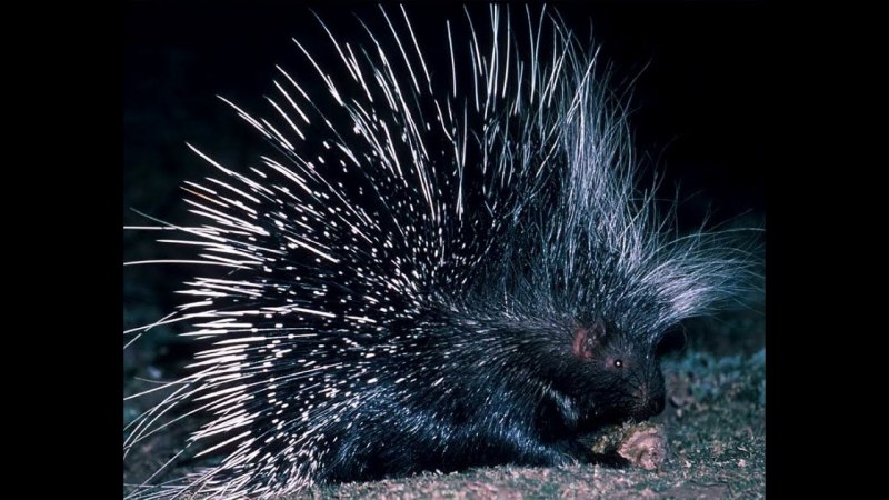 Дикобраз hystrix cristata