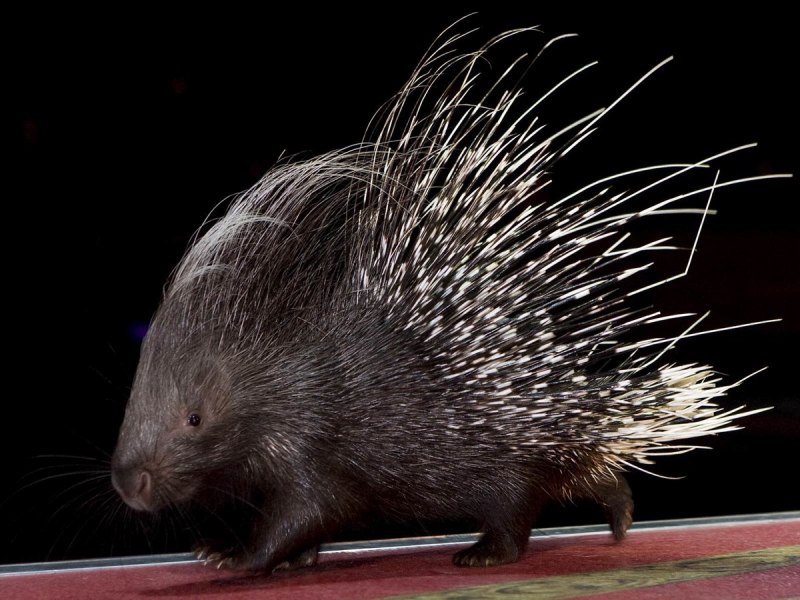 Дикобраз hystrix cristata