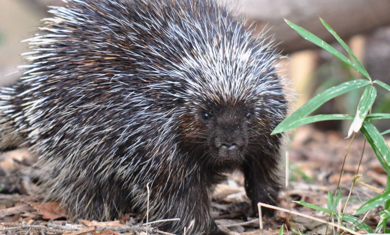 Дикобраз hystrix cristata