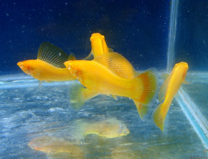 Poecilia latipinna