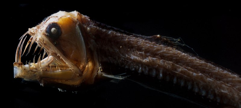 Giganturidae рыба глубоководная