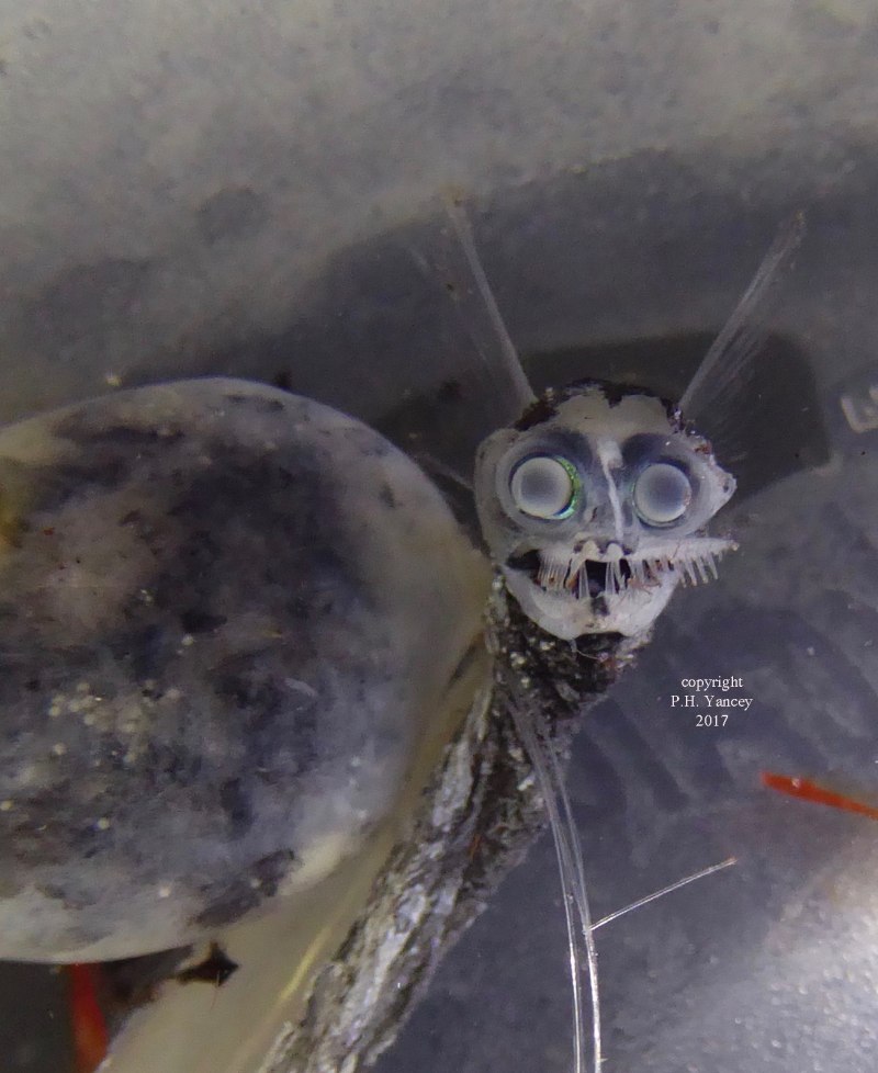 Giganturidae рыба