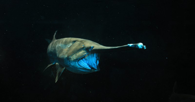 Giganturidae рыба глубоководная