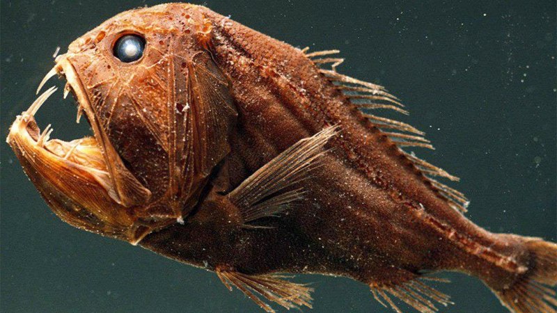 Саблезуб (Anoplogaster cornuta)