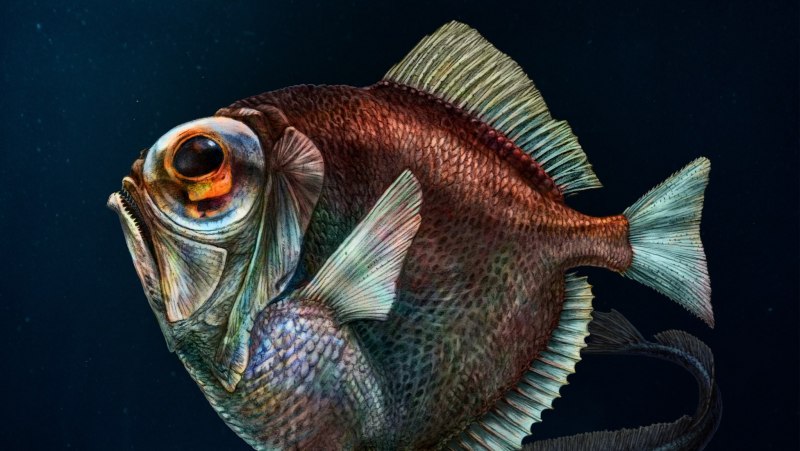 Диретма (Diretmus argenteus)