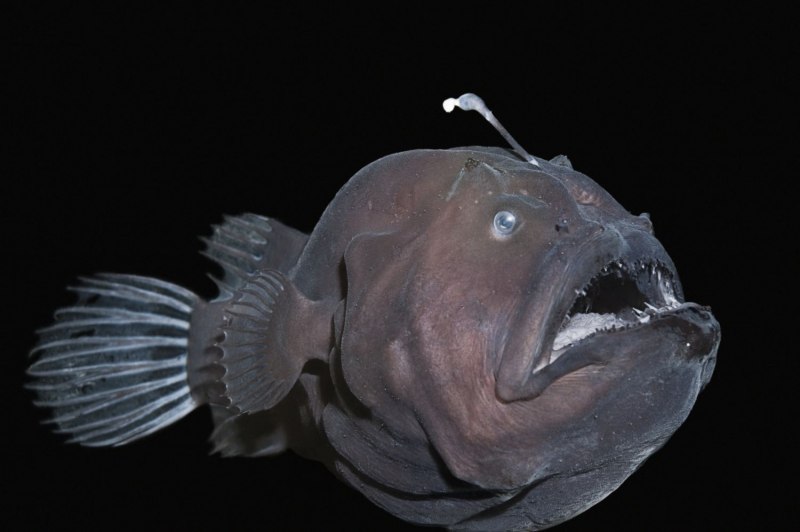 Морской чёрт удильщик