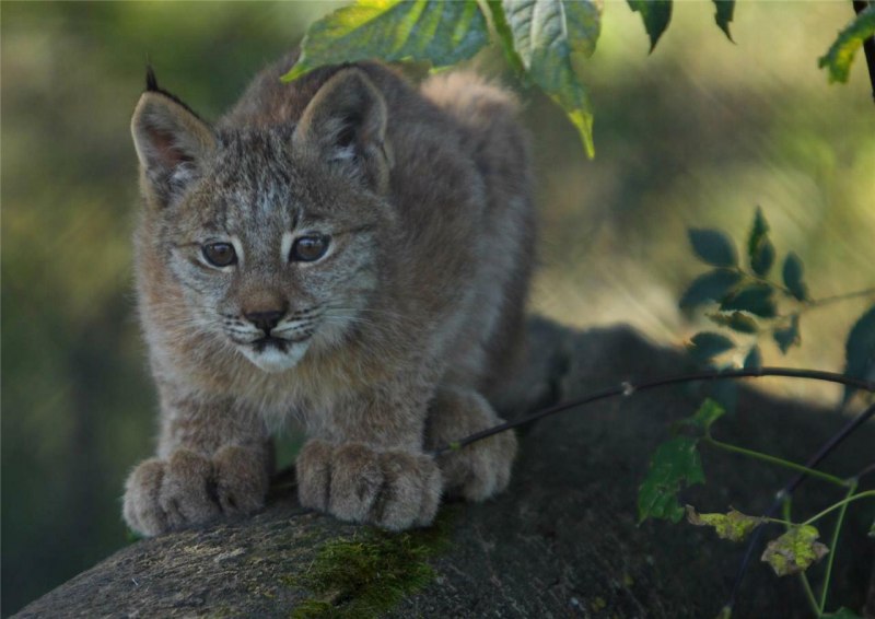 Lynx picture Babys