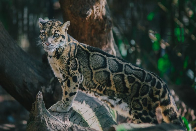 Дымчатый леопард Panthera nebulosa