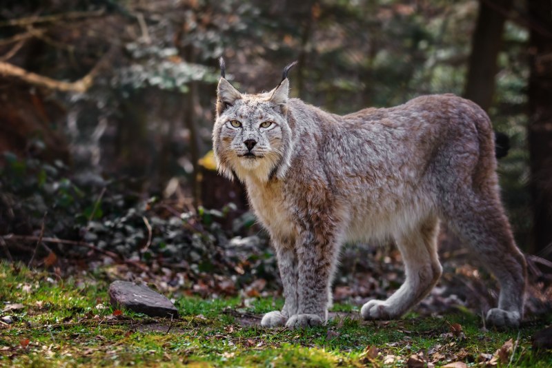 Рысь (Lynx Lynx) в дикой природе