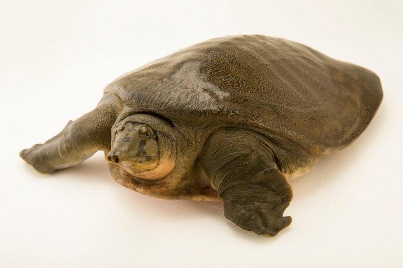 Дальневосточная черепаха Trionyx sinensis