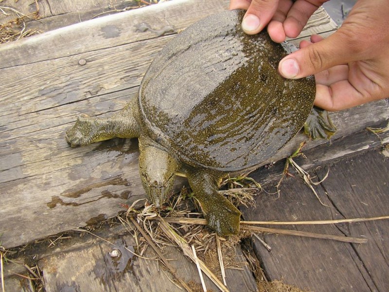 Морская черепаха снизу