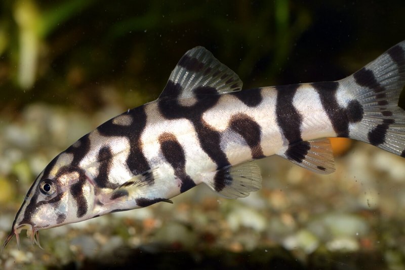 Боция полосатая (Botia striata)