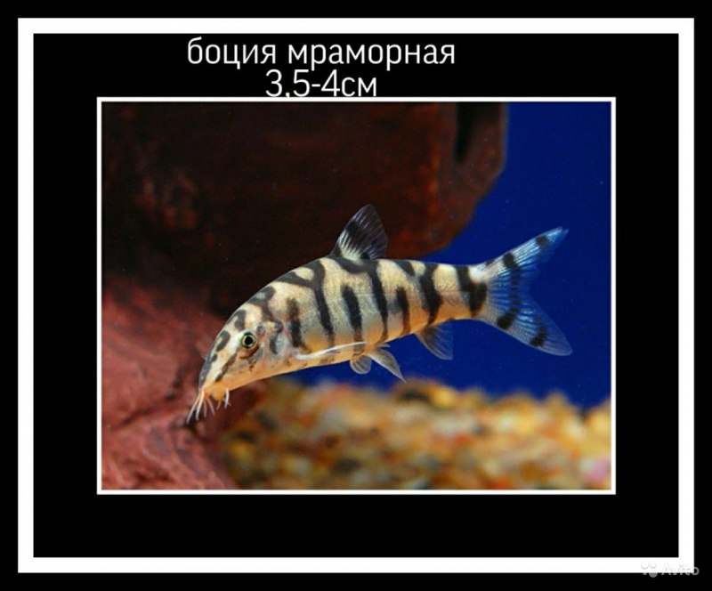 Боция Королевская