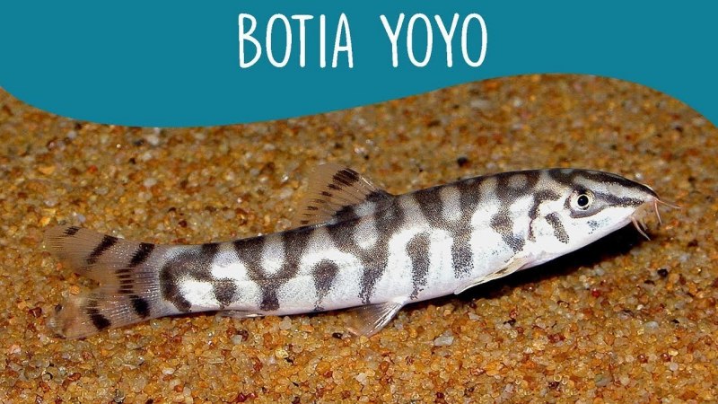 Боция мраморная Botia lohachata