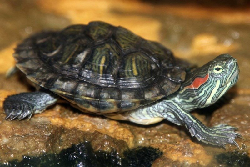 Водяная черепаха (59 фото)