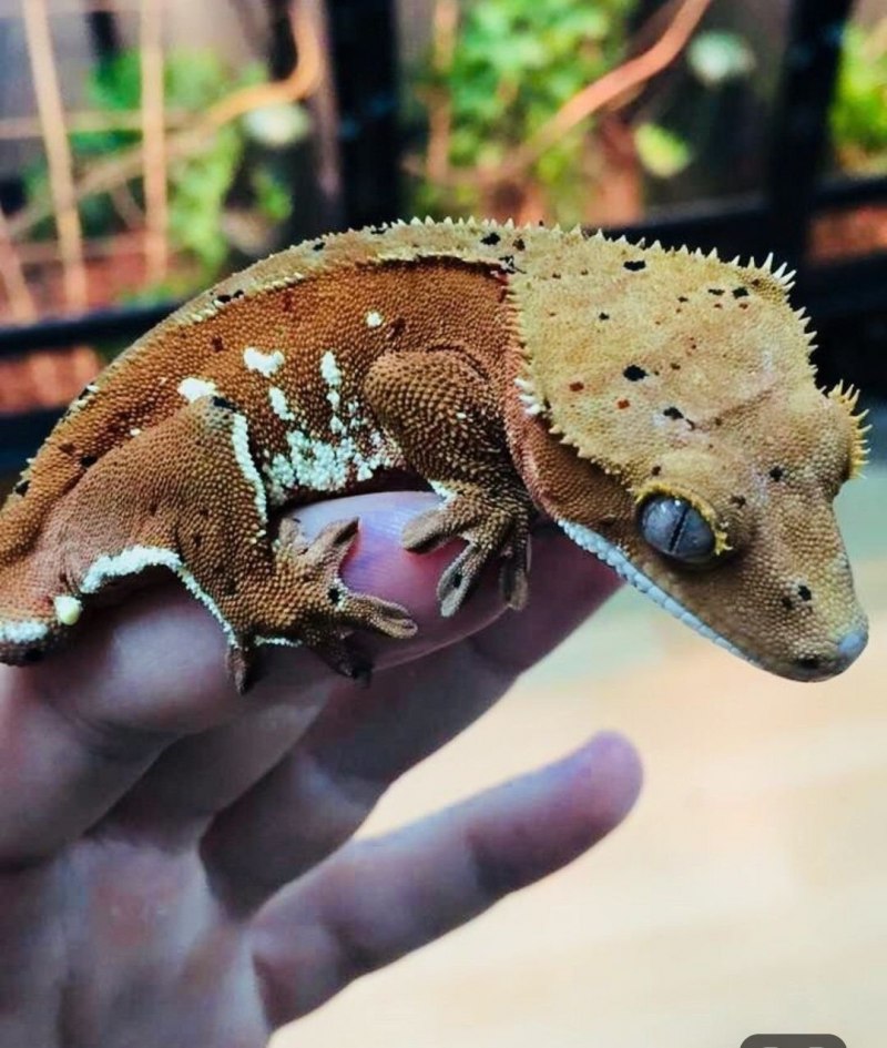 Harlequin бананоед