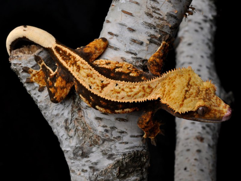 Rhacodactylus leachianus