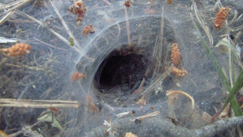 Arctobius agelenoides