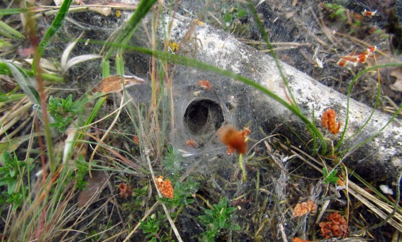 Agelena labyrinthica паутина