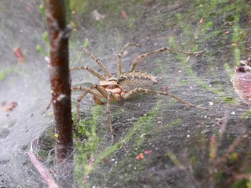 Лабиринтовый паук (Agelena labyrinthica)