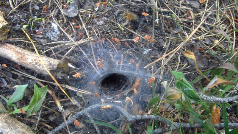 Фото вылупляющихся из яиц лабиринтовых паучков