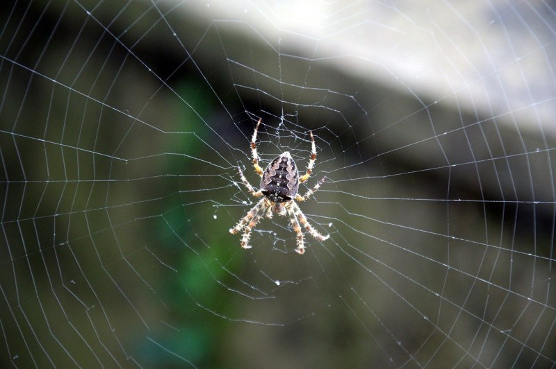 Паук золотопряд Nephila