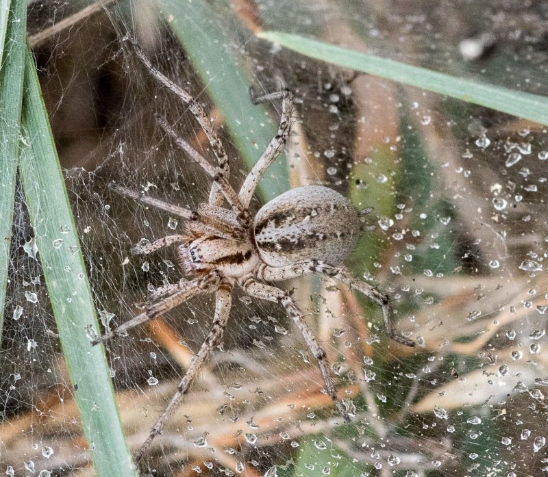 Agelena labyrinthica