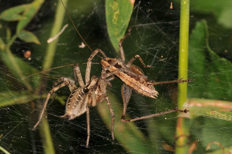 Agelena labyrinthica