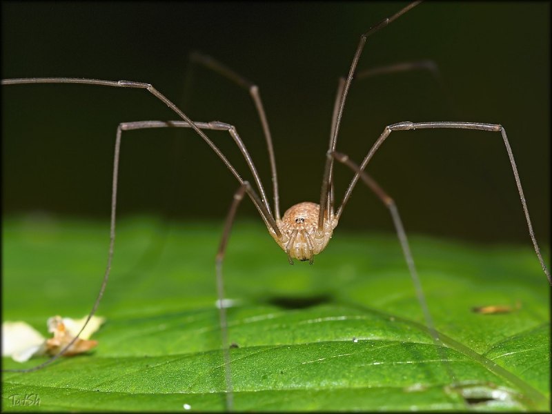 Gasteracantha versicolor