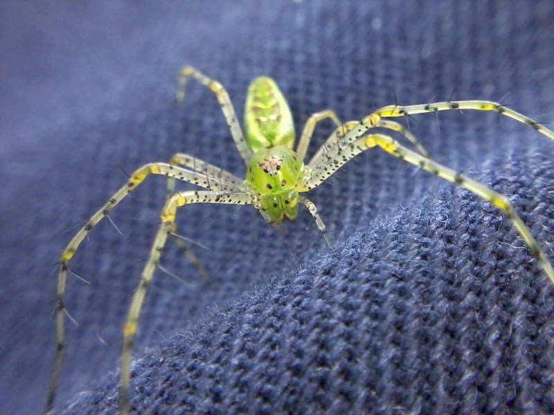 Паук Poecilotheria Rajaei