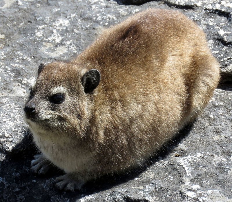 Procavia capensis