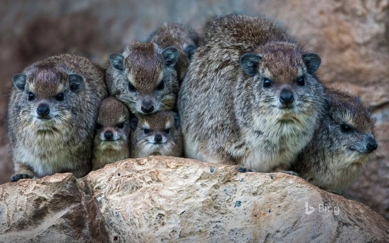 Dassie животное