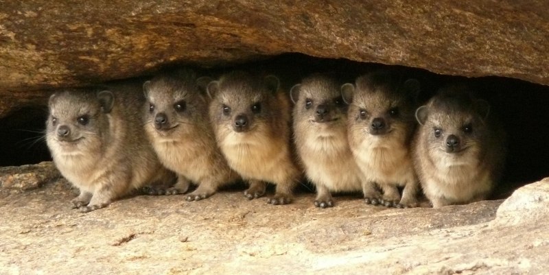 Даман скальный (Procavia capensis)