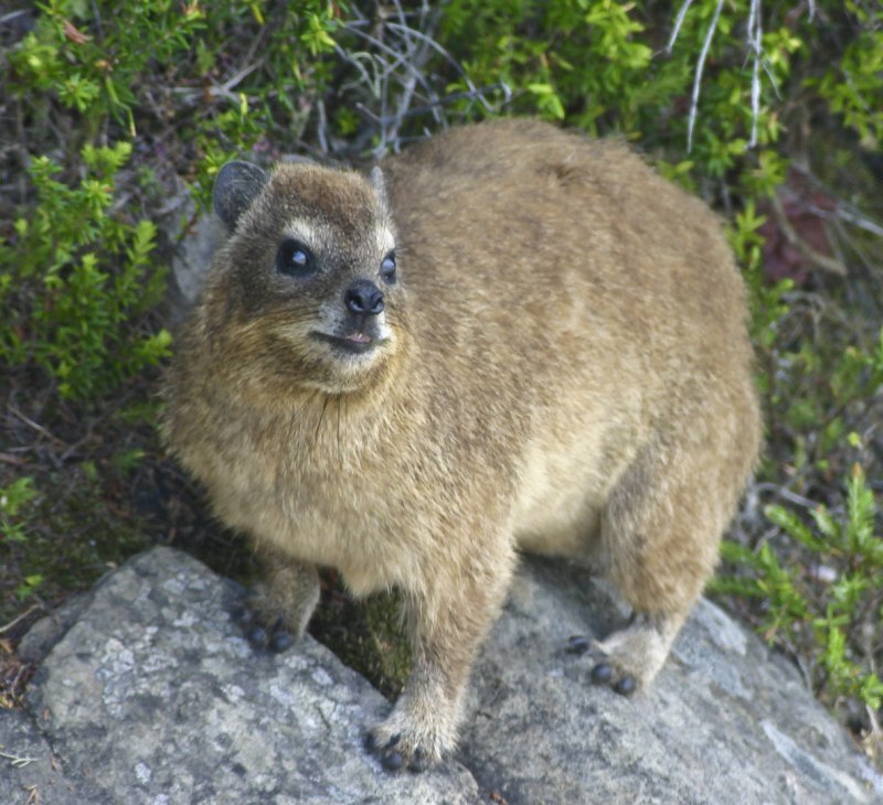 Капский жиряк