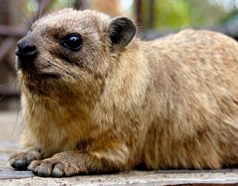 Даман скальный (Procavia capensis)
