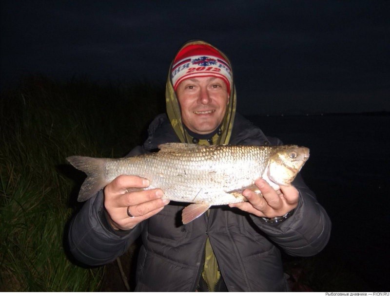 Нельма (Stenodus leucichthys)
