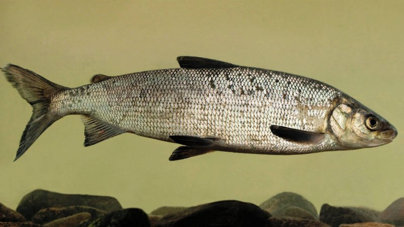 Нельма (Stenodus leucichthys)