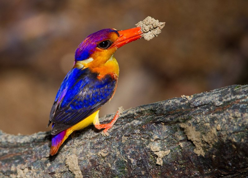 Oriental Dwarf Kingfisher