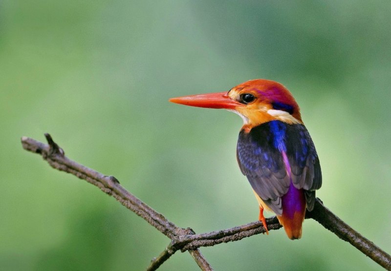 Отряд Ракшеобразные coraciiformes