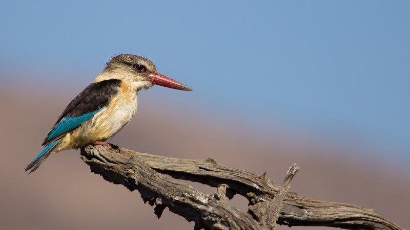 Brown Hooded Kingfisher